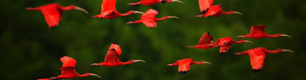 Scarlet Ibis flying - Environmental Law